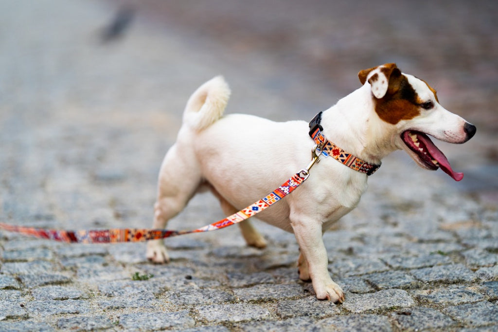 Dog Leash - Boho
